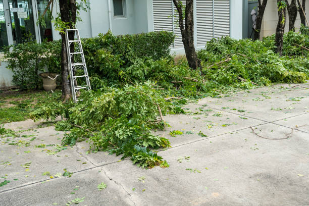 Best Tree Cabling and Bracing  in Worthgton, IN