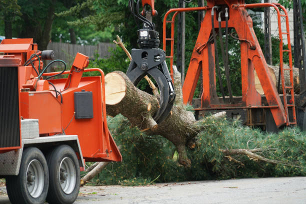 Best Tree Preservation Services  in Worthgton, IN