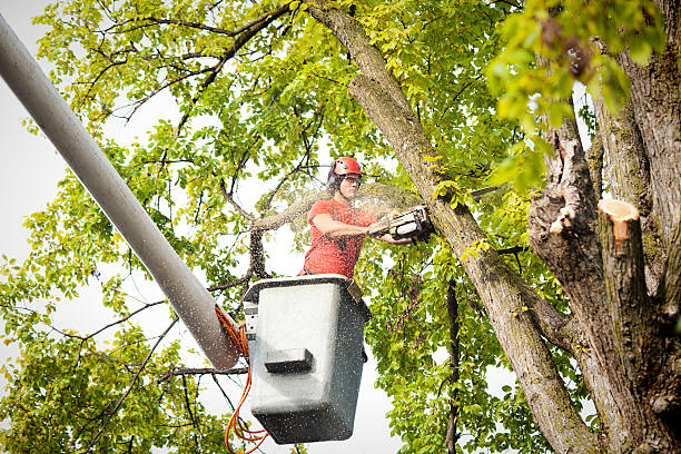 Best Commercial Tree Services  in Worthgton, IN