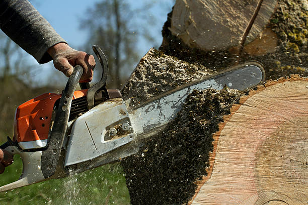 Best Root Management and Removal  in Worthgton, IN
